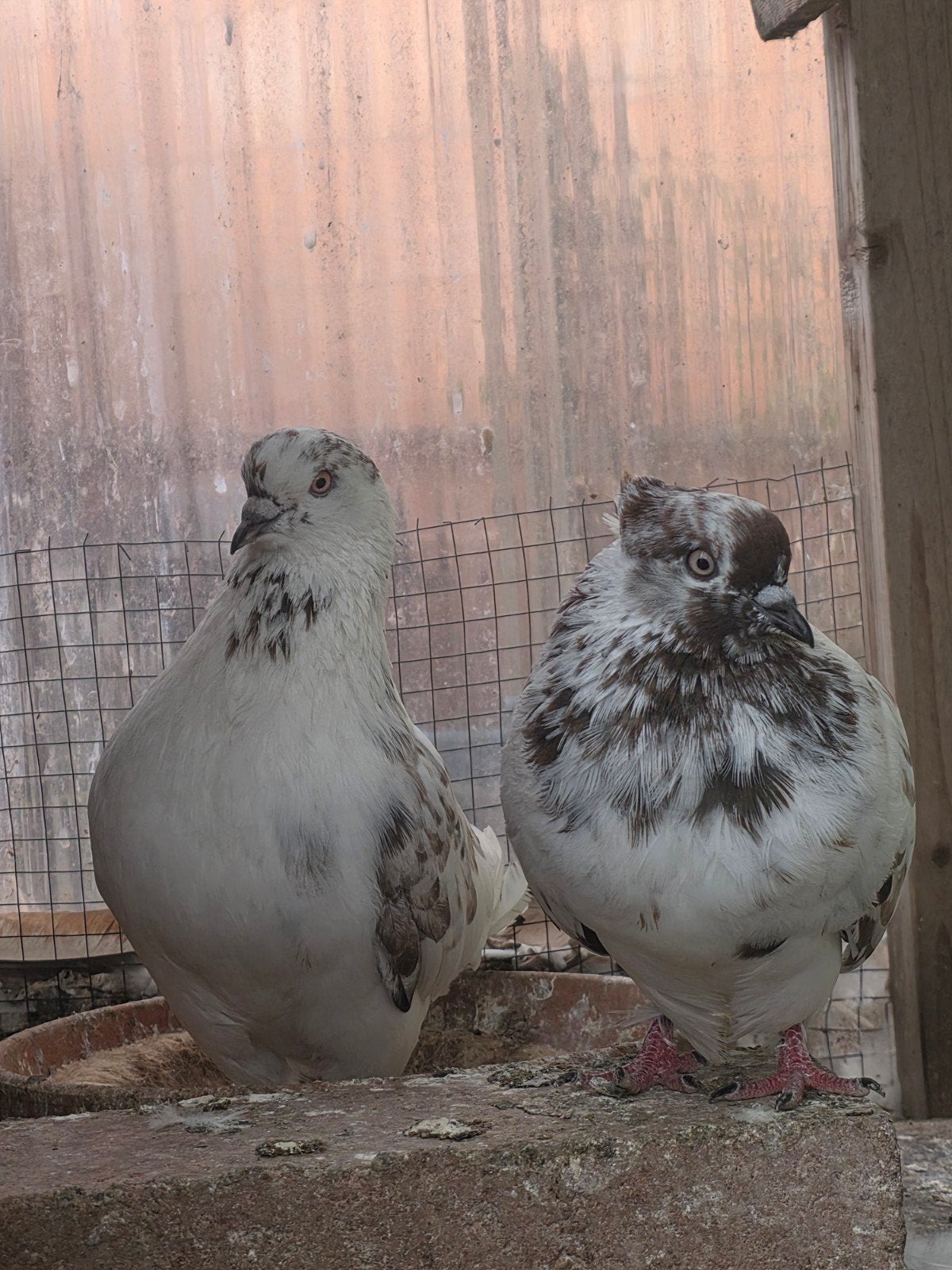 Hogevligen, Dieren en Toebehoren
