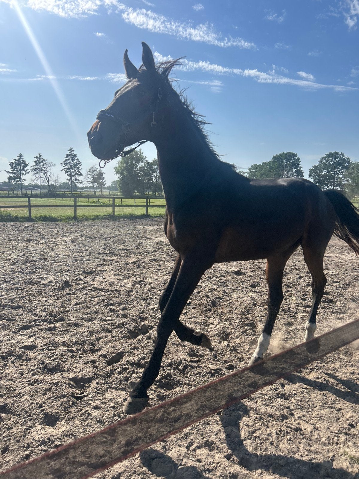 New pleasure ruin, Dieren en Toebehoren, Ruin