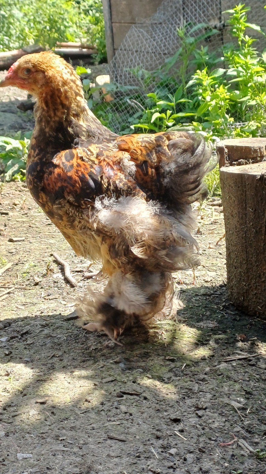 Jeune coq gd brahma PMD ( 7340)