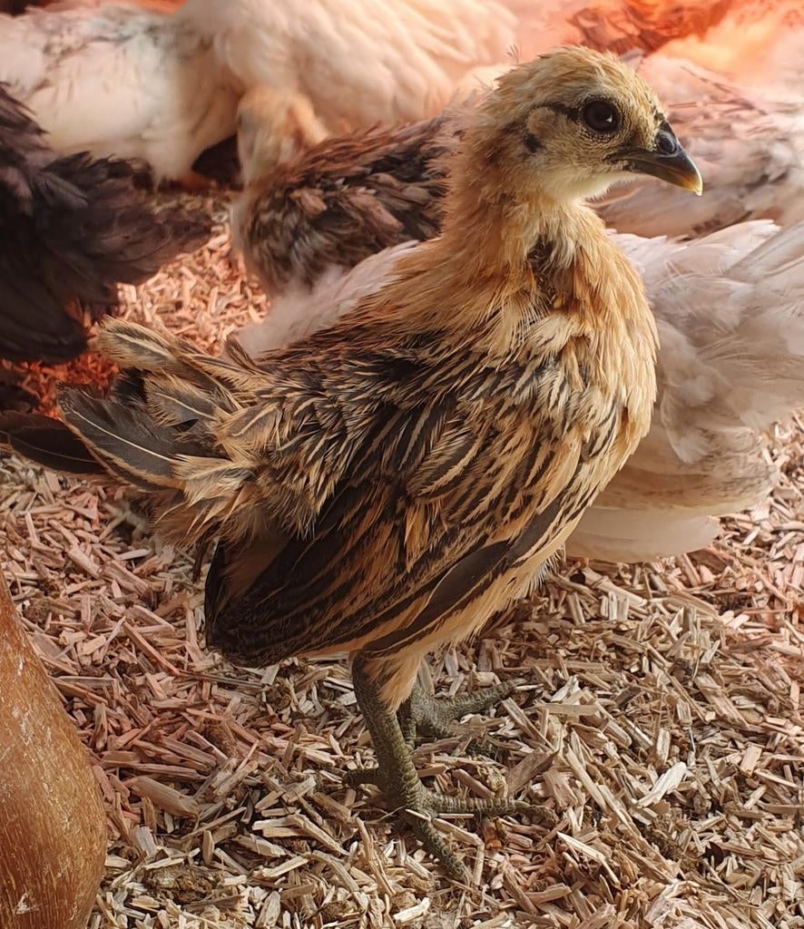 serama kip , hen, Dieren en Toebehoren