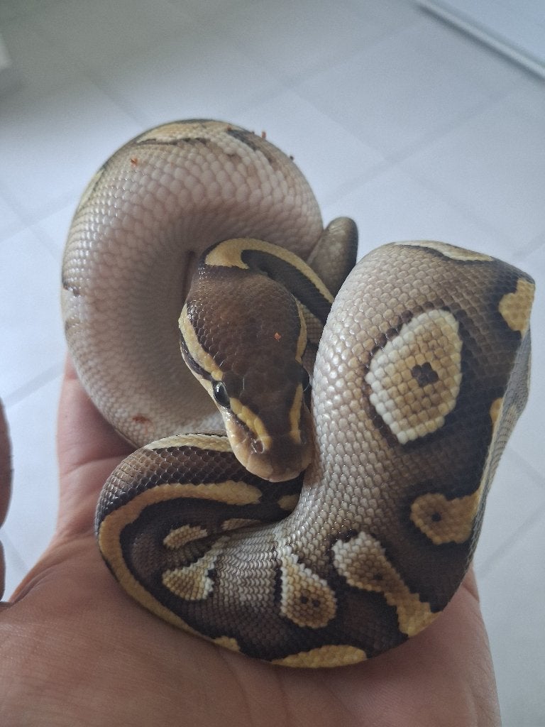 Koningspython (Python regius) - Nakweek 2026 Ball Python photo 5