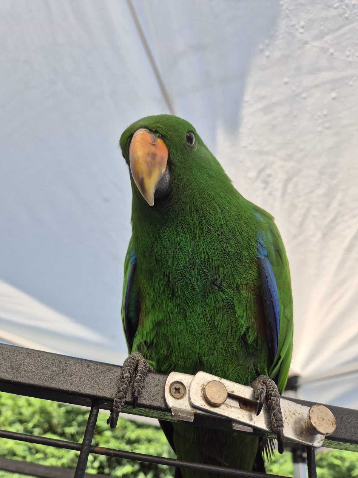 Tamme Edelpapegaai (6 maanden oud), Dieren en Toebehoren, Vogels | Parkieten en Papegaaien