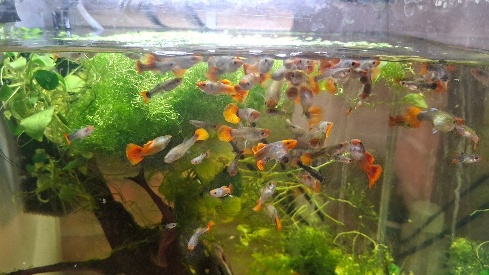 Guppy's te koop.10 voor 12€. Wordt verkocht als mix., Dieren en Toebehoren