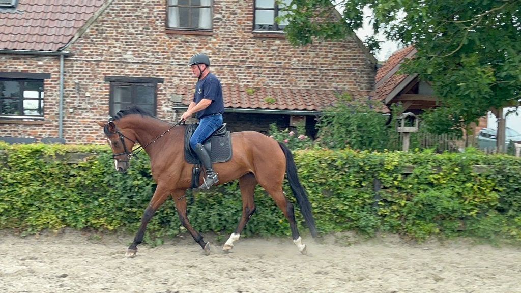 Mooi dressuurpaard / wandelpaard, Dieren en Toebehoren, Merrie, Met stamboom, Dressuurpaard, 170 tot 175 cm