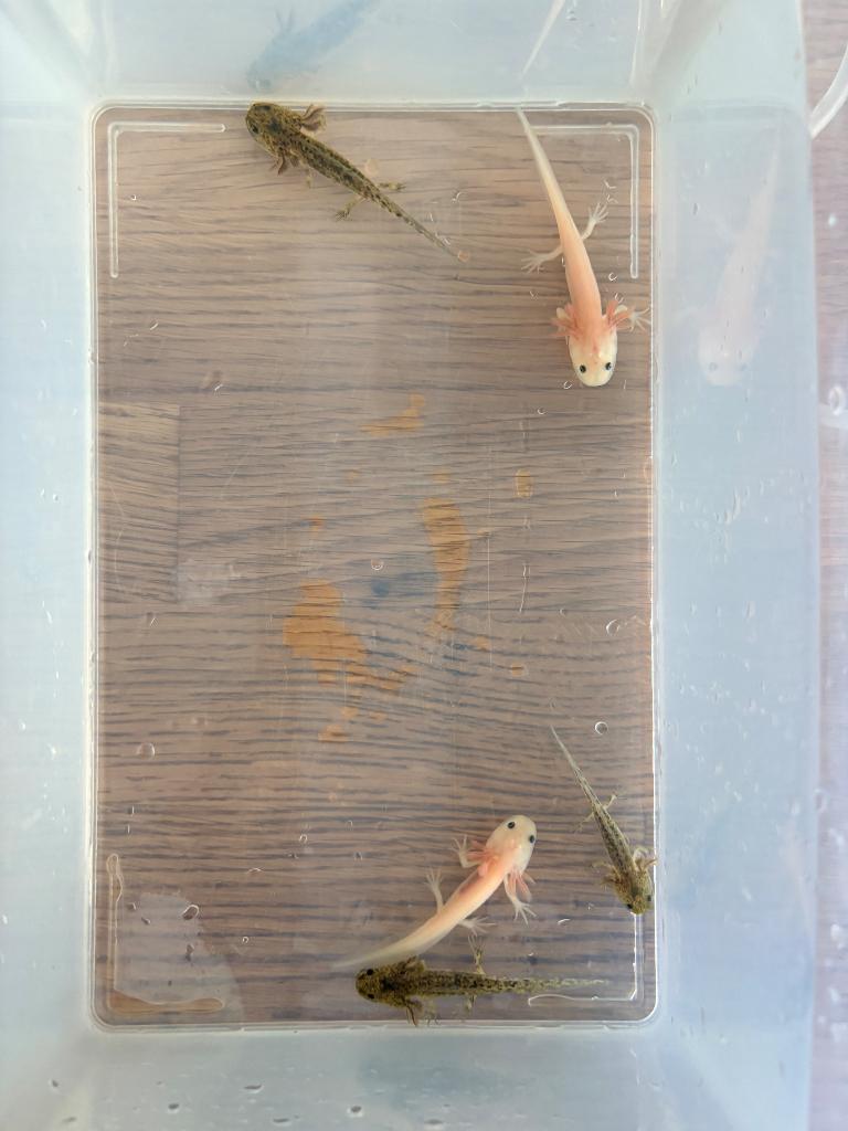 Axolotls zoeken een nieuwe thuis, Animaux & Accessoires, Autres espèces, 0 à 2 ans