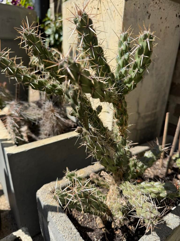Winterharde cactus, Tuin en Terras, Planten | Tuinplanten, Ophalen