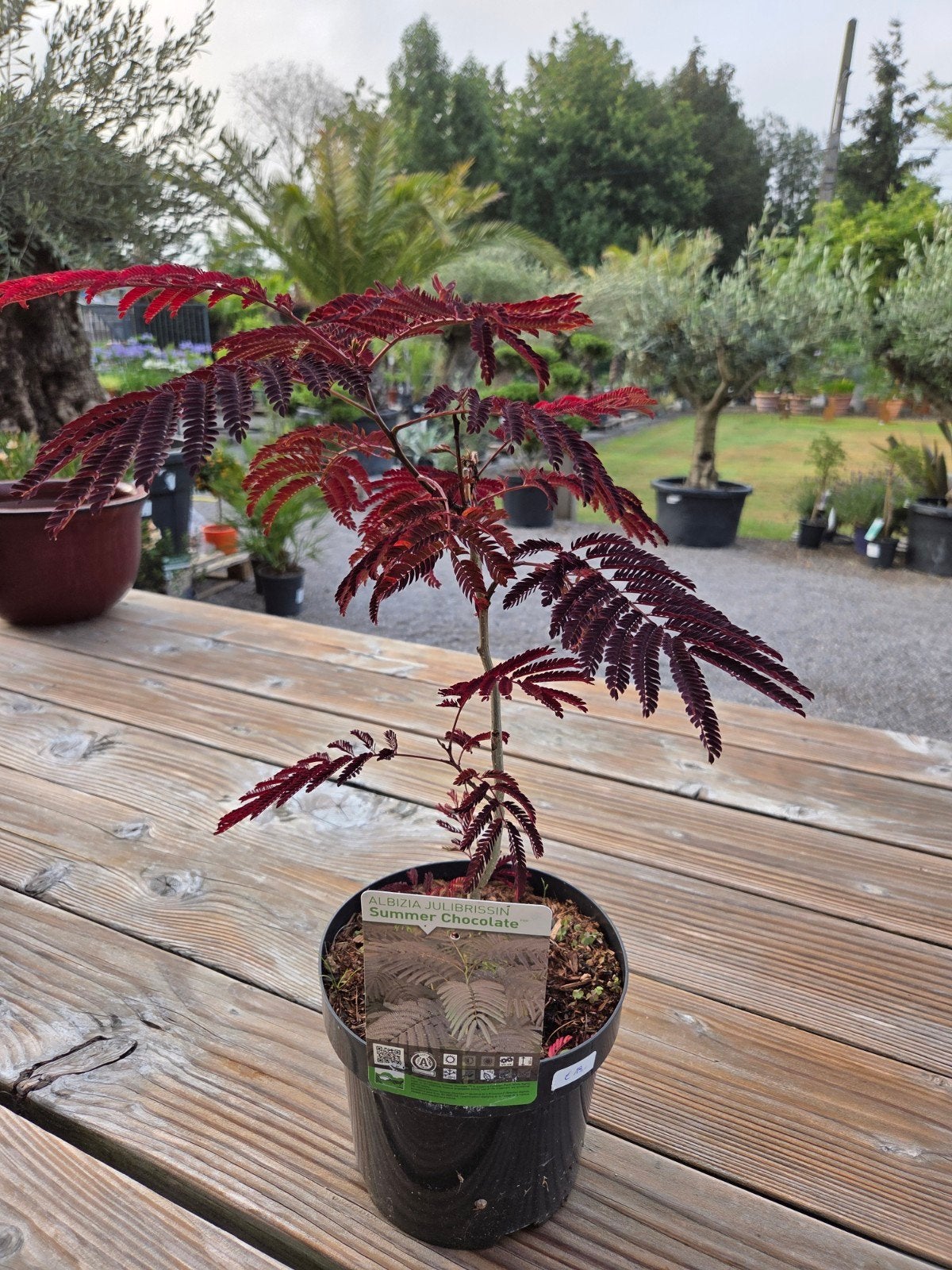 Albizia Julibrissin Summer Chocolate, Ophalen