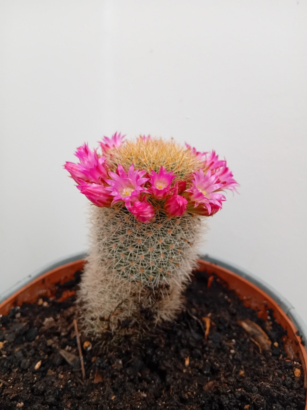 Cactus, Ophalen