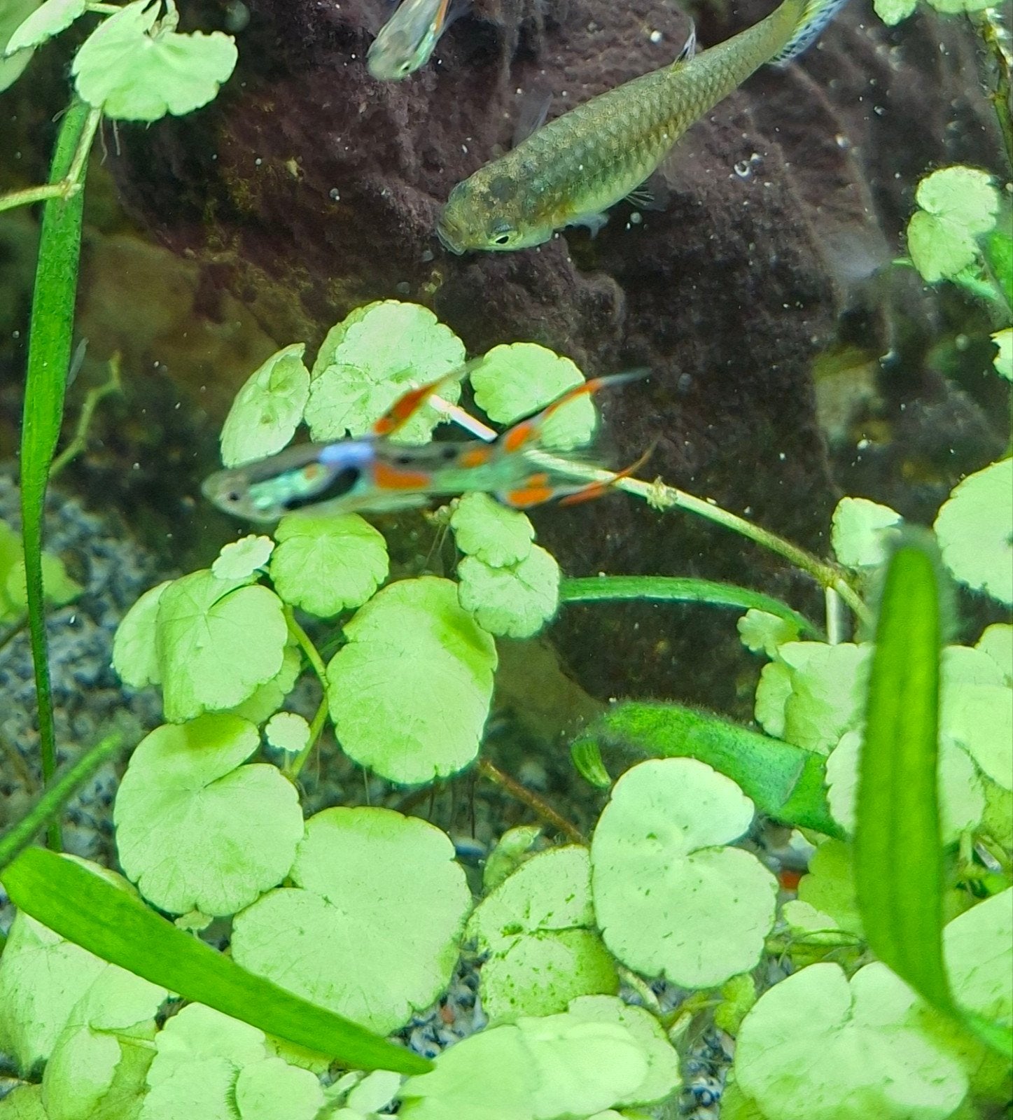endler guppy's, Dieren en Toebehoren