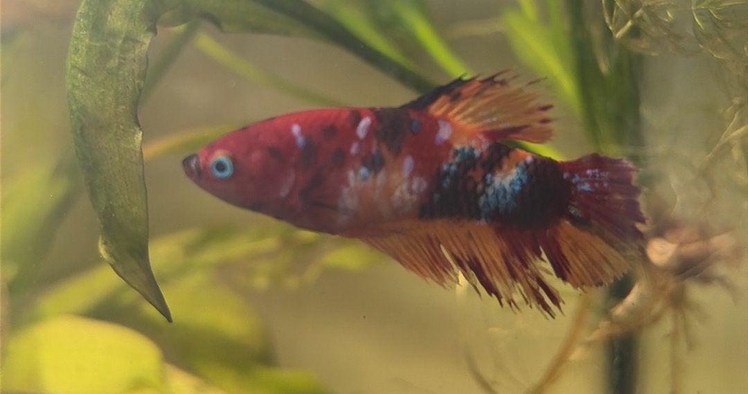 koi betta plakat man, Vis, Zoetwatervis