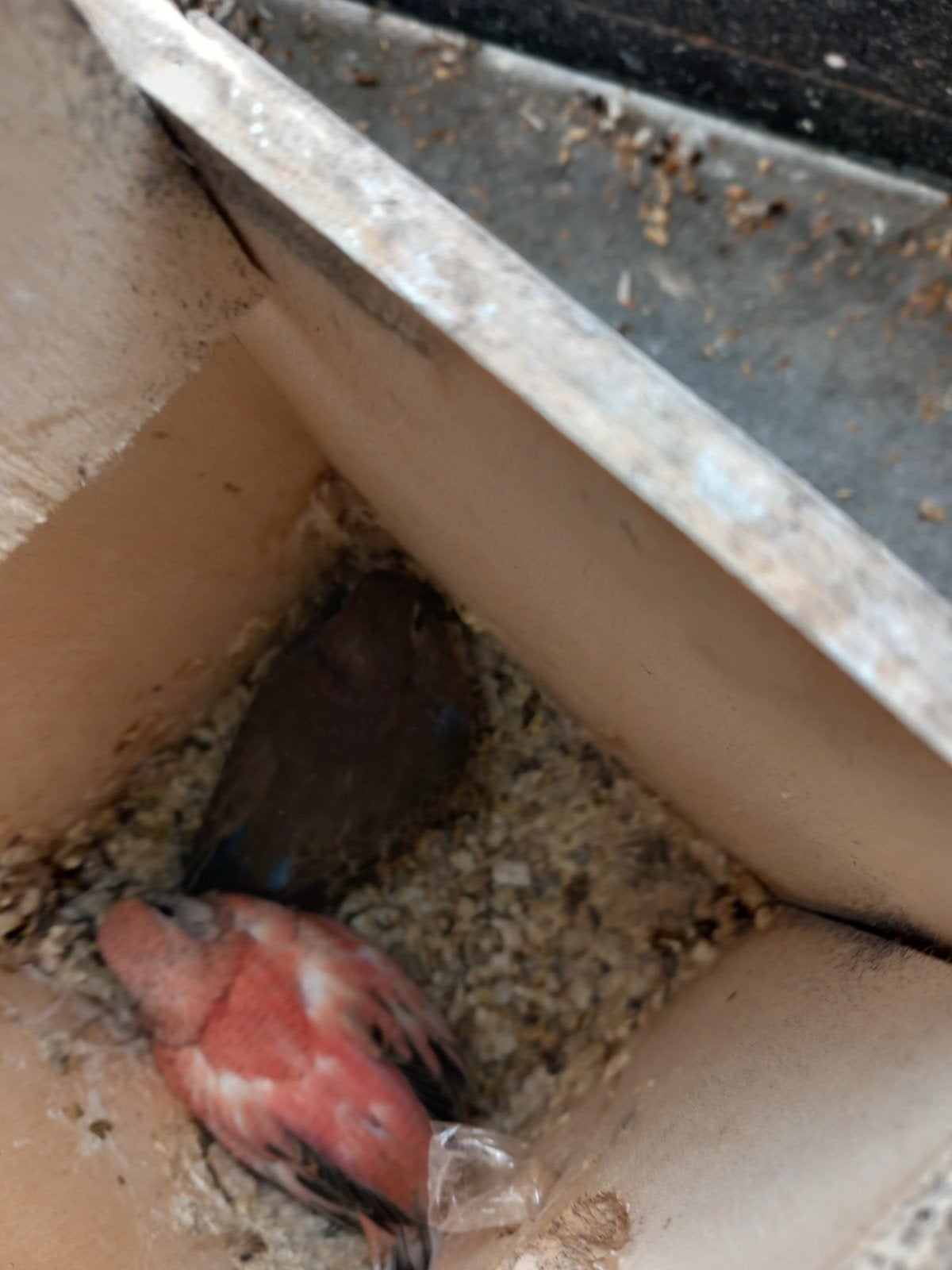 Jonge bourkes, Dieren en Toebehoren, Vogels | Parkieten en Papegaaien, Tam