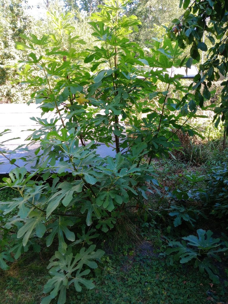 VIJGENBOOM, Tuin en Terras, Ophalen, Volle zon, Bloeit niet, Vijgenboom