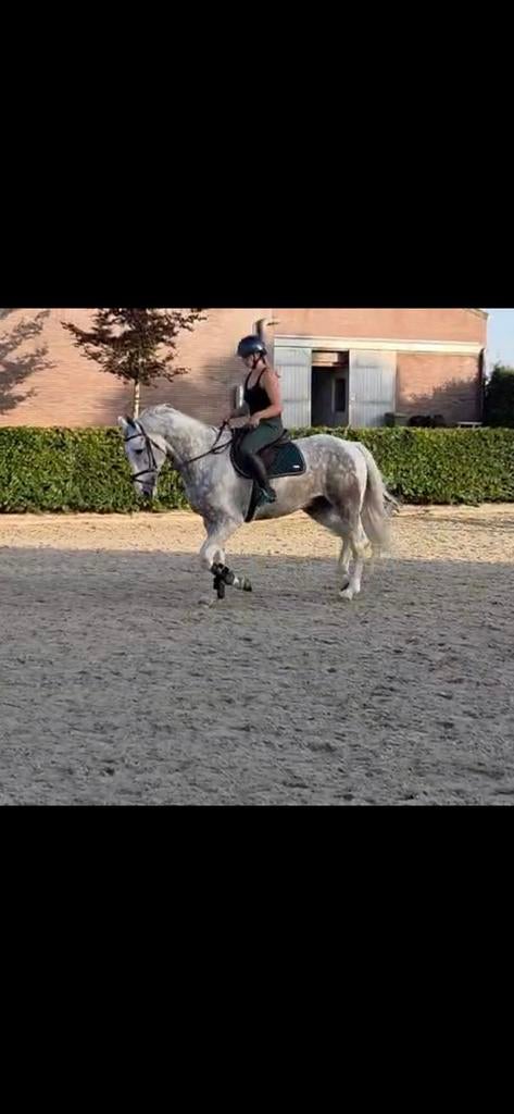 Ruiter aangeboden, Dieren en Toebehoren, Pony's, Meerdere dieren, Niet van toepassing