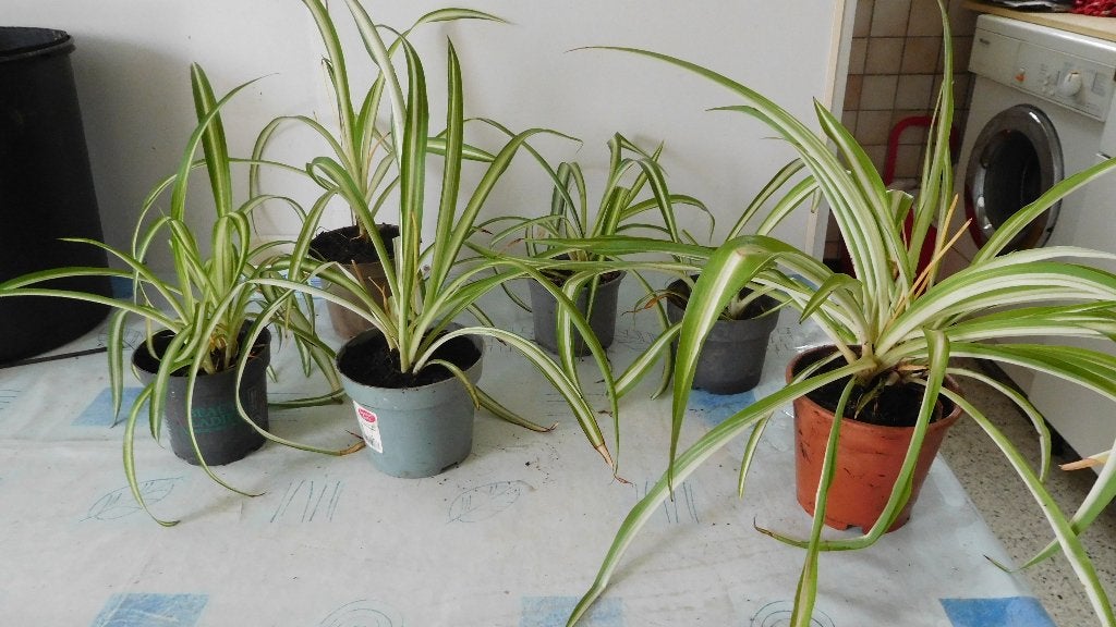 GRAS LELIE PLANTJES, Ophalen, Zomer