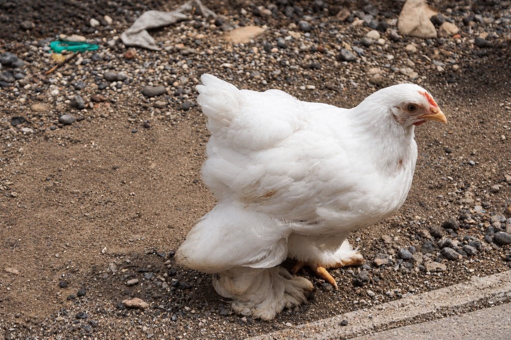 Brahma groothoen, Dieren en Toebehoren, Mannelijk, Kip