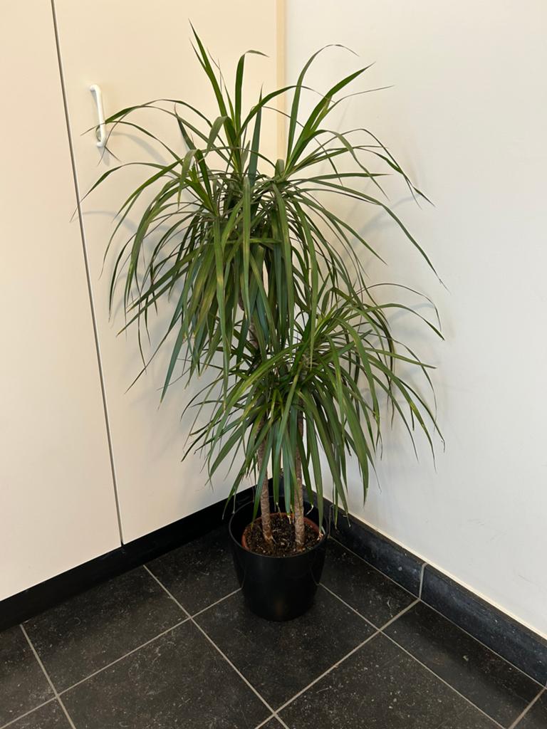 Plant met pot, Tuin en Terras, Ophalen