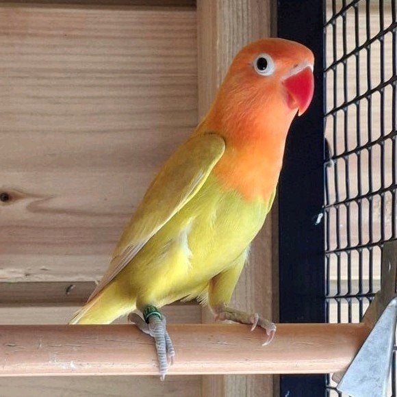 Agapornis fisherie, Mâle, Perroquet nain ou Inséparable, Bagué