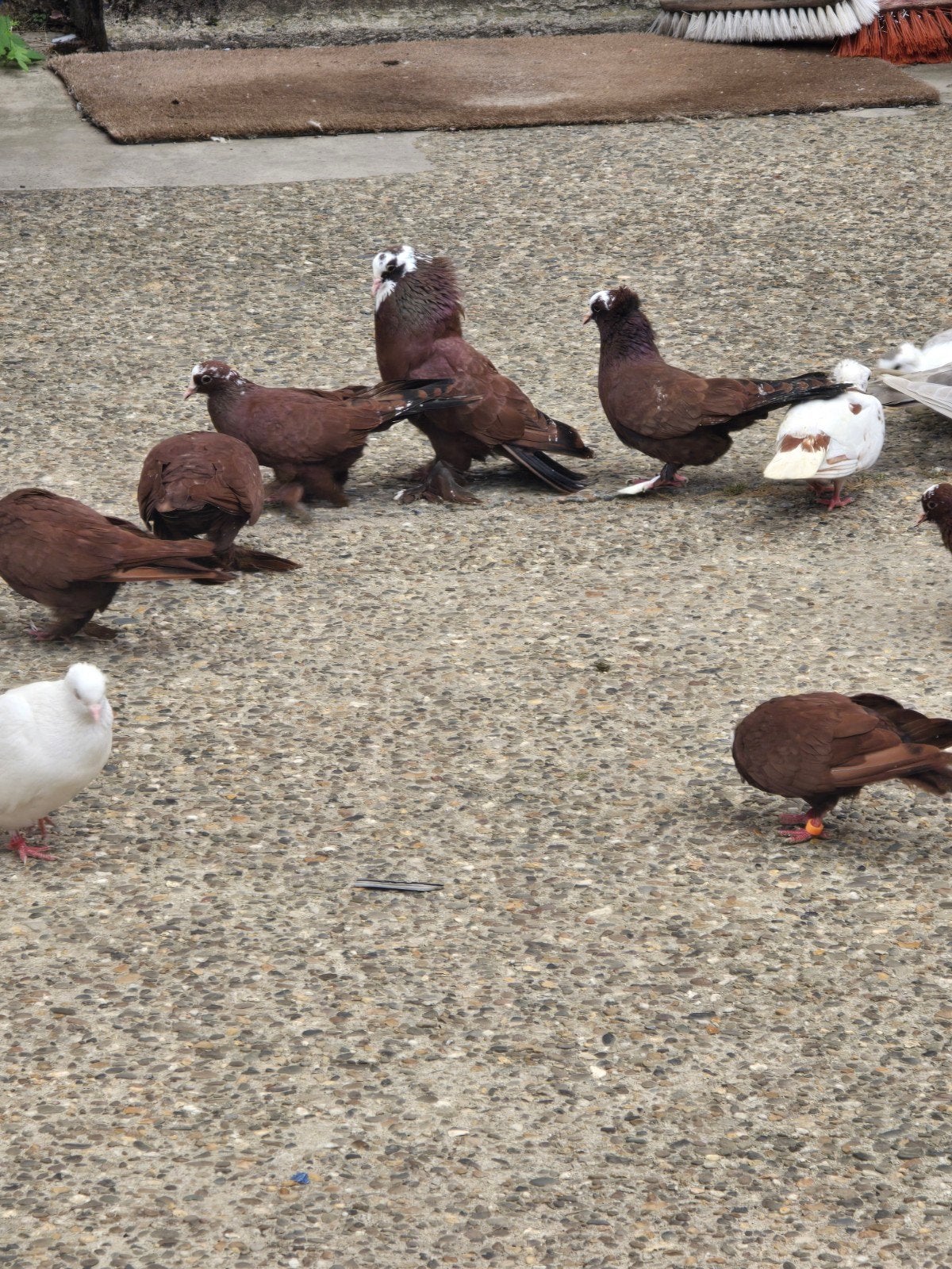 Pigeons irakiens, Animaux & Accessoires
