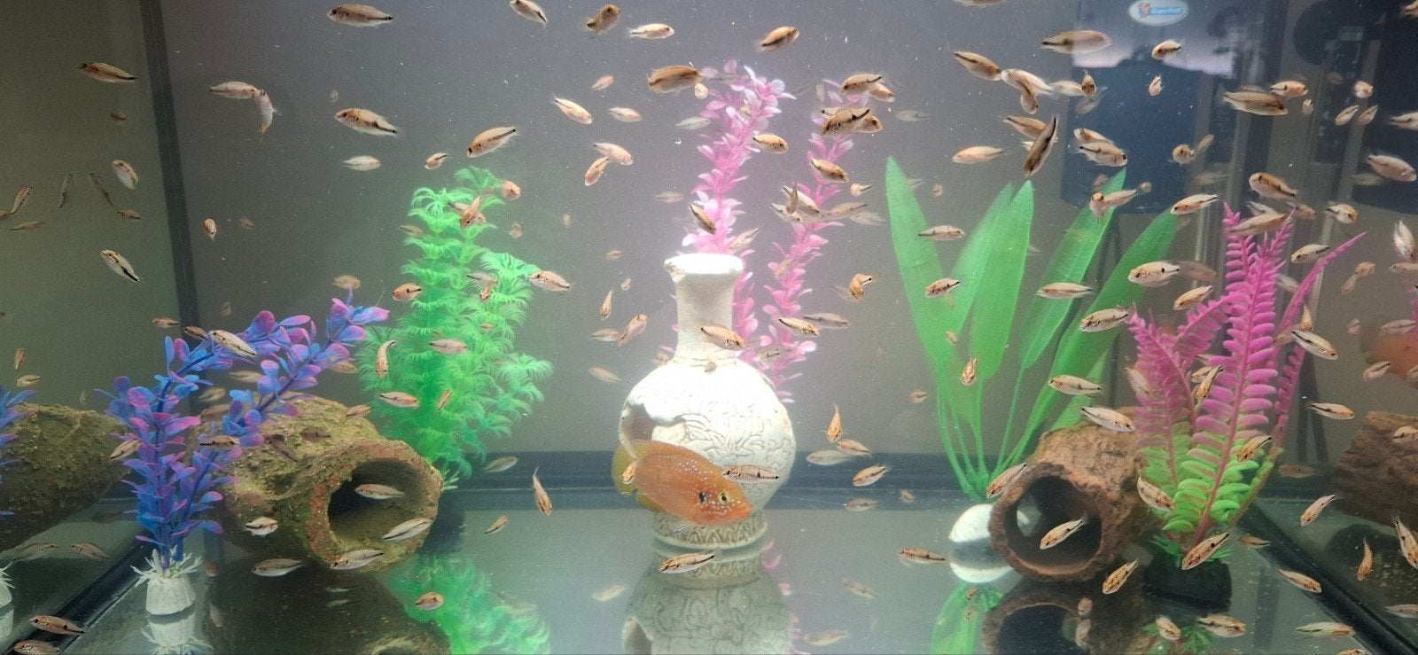 Rubricatochromis bimaculatus – Rode acara, Dieren en Toebehoren