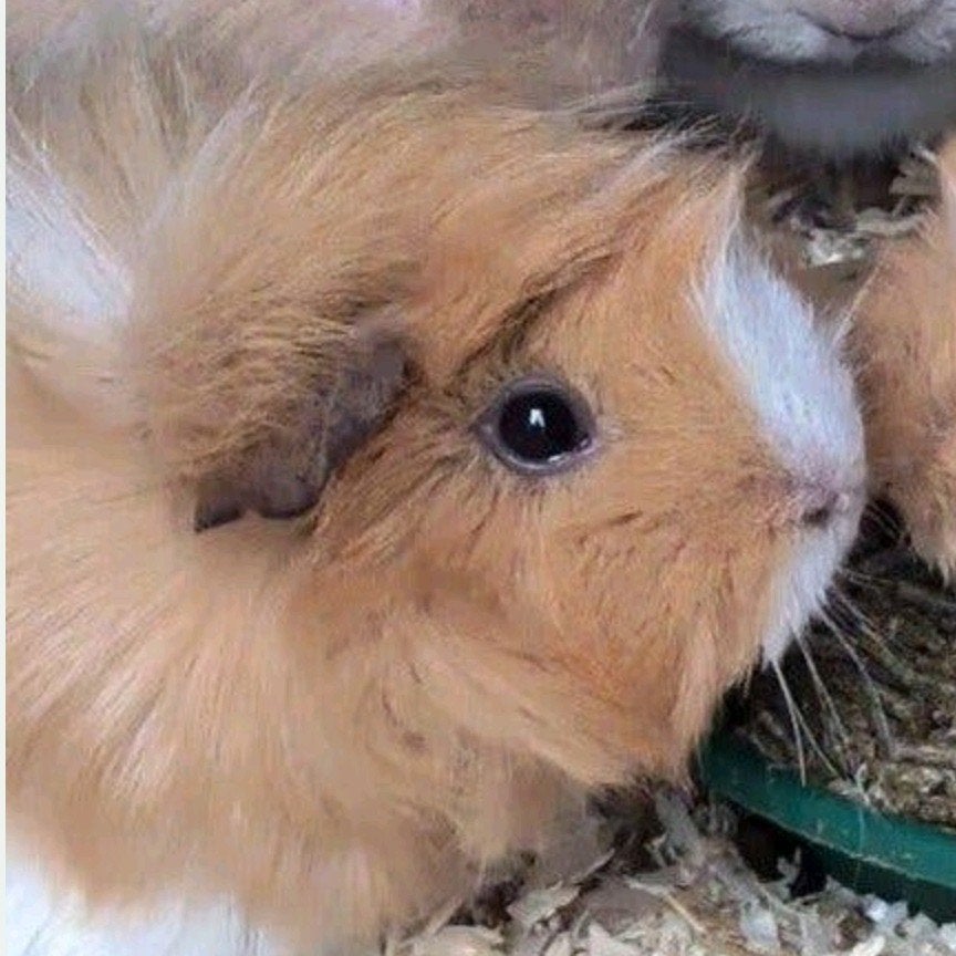 Tamme borstelharige cavia zeug meisje, Animaux & Accessoires, Rongeurs, Femelle, Cobaye, Novembre, Domestique