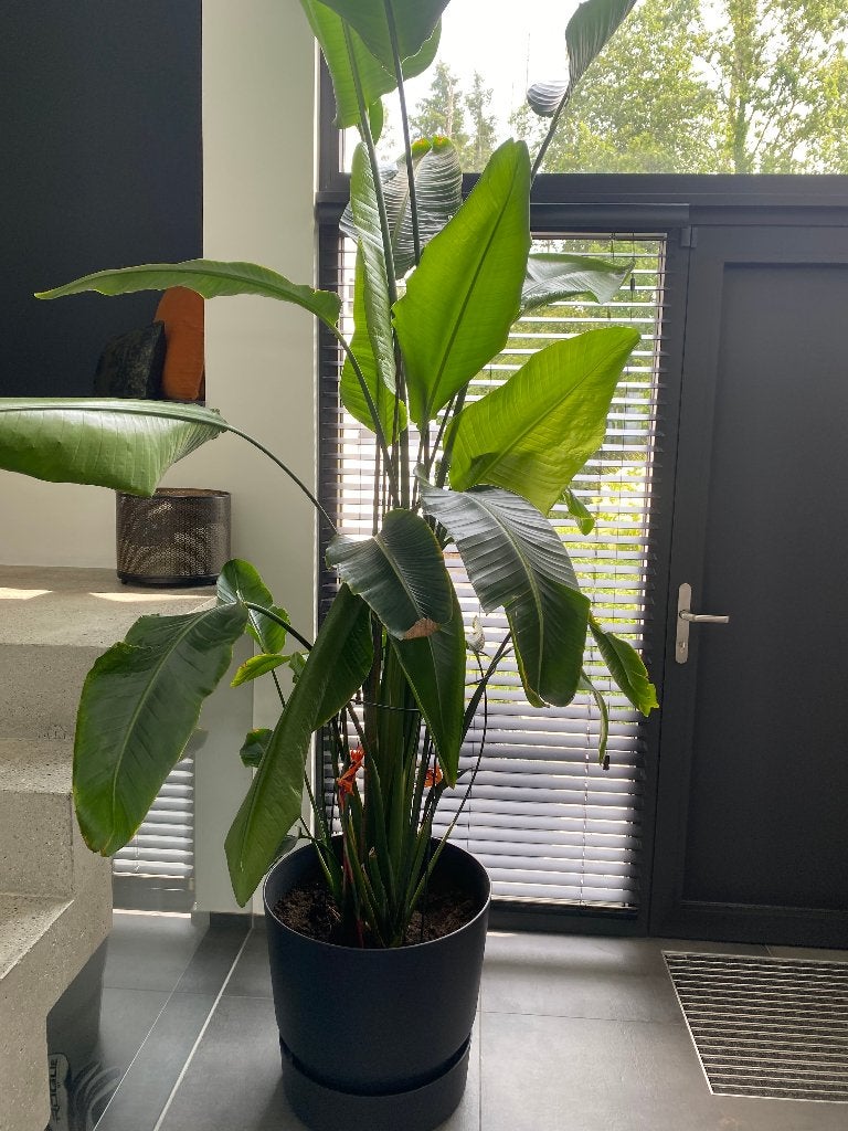 Strelitzia reginae XXL 3mètres avec grand pot, Enlèvement, En pot