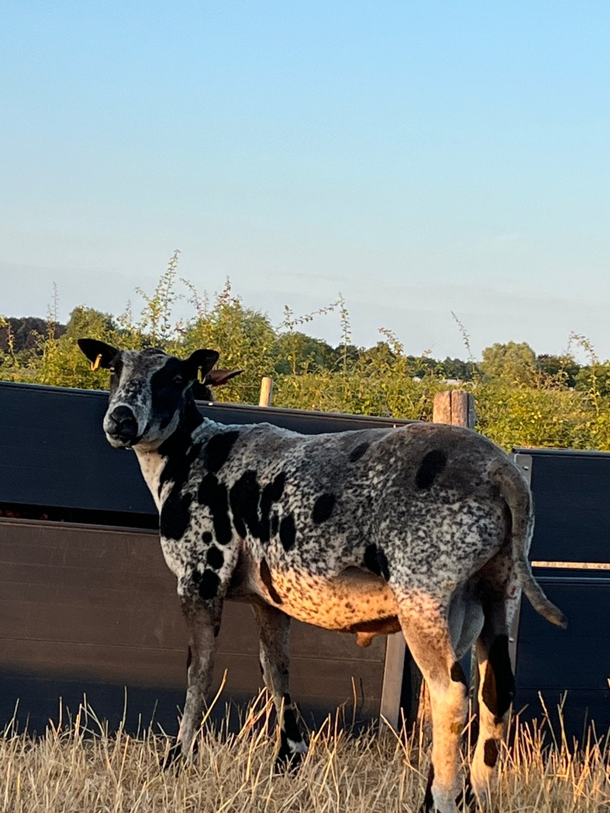 Mooie stevige baggerbonte dekram te koop, Dieren en Toebehoren, Schapen, Geiten en Varkens, Mannelijk, Schaap, 0 tot 2 jaar