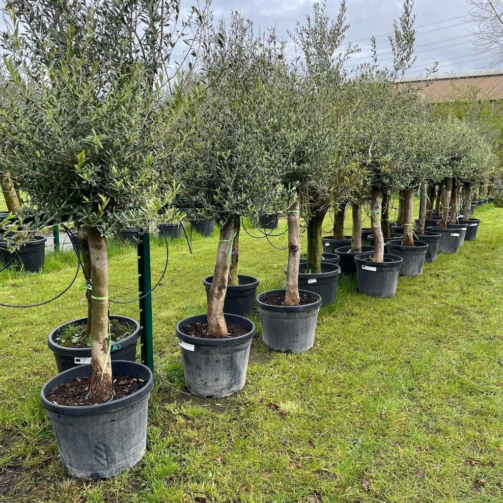 ‼️olijfbomen olea europaea aan onklopbare prijzen ‼️, Tuin en Terras, Ophalen