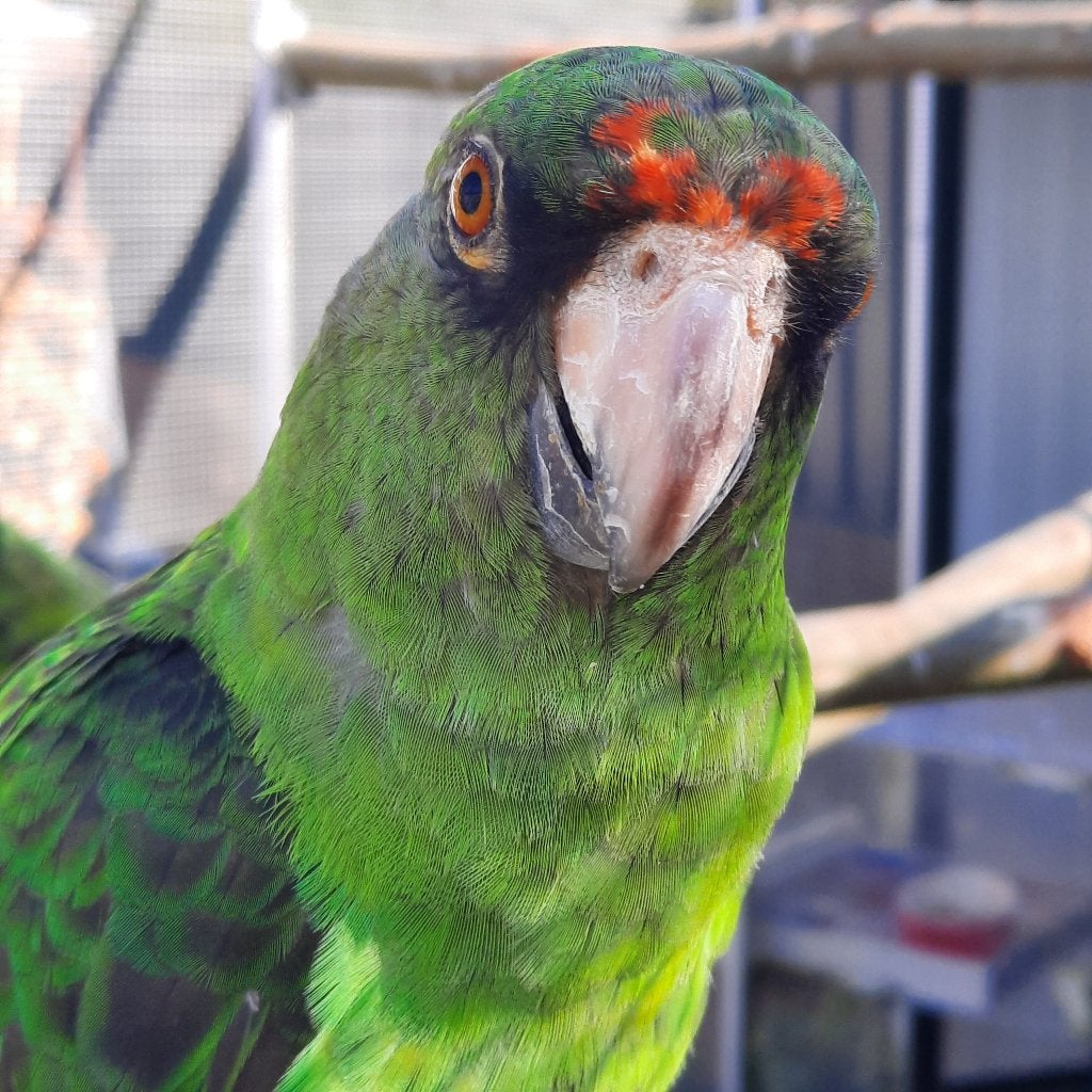 Kweekpaar Poicephalus G.Massaicus met jongen, Dieren en Toebehoren, Meerdere dieren, Papegaai, Geringd