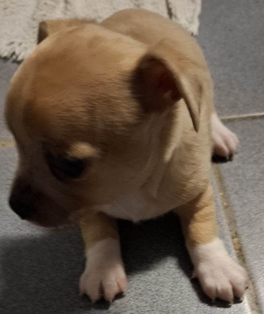 pups chihuahua en shih tzu, Dieren en Toebehoren, België, Fokker | Hobbymatig, Meerdere, Meerdere dieren