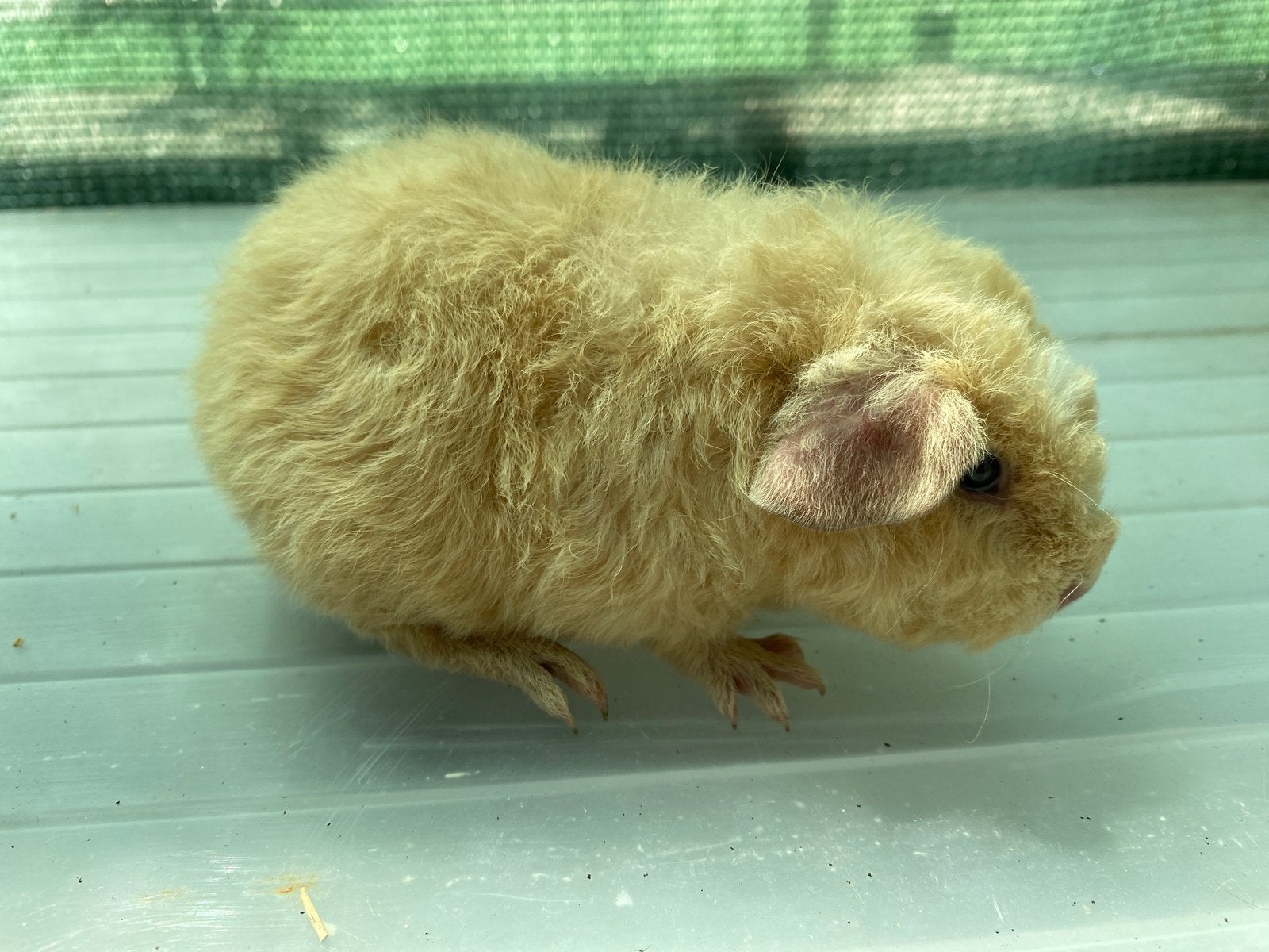 US Teddy beertje donker crème wit, Mai, Mâle, Cobaye