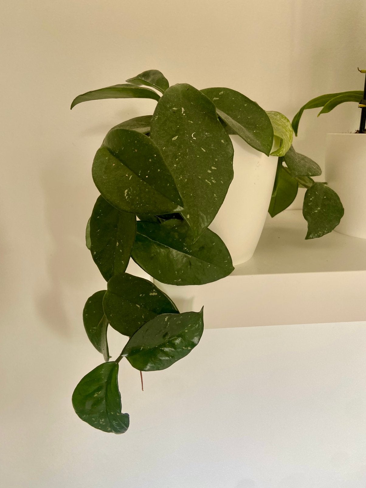 Hoya Carnosa “ Freckles Spalsh”, Huis en Inrichting, Ophalen