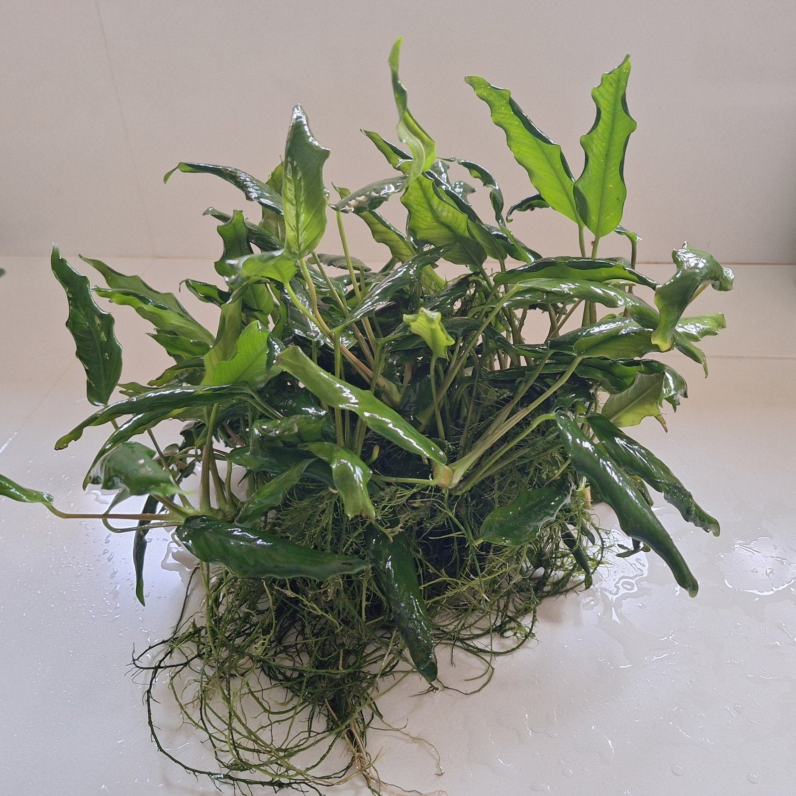 Anubias, Dieren en Toebehoren, Ophalen