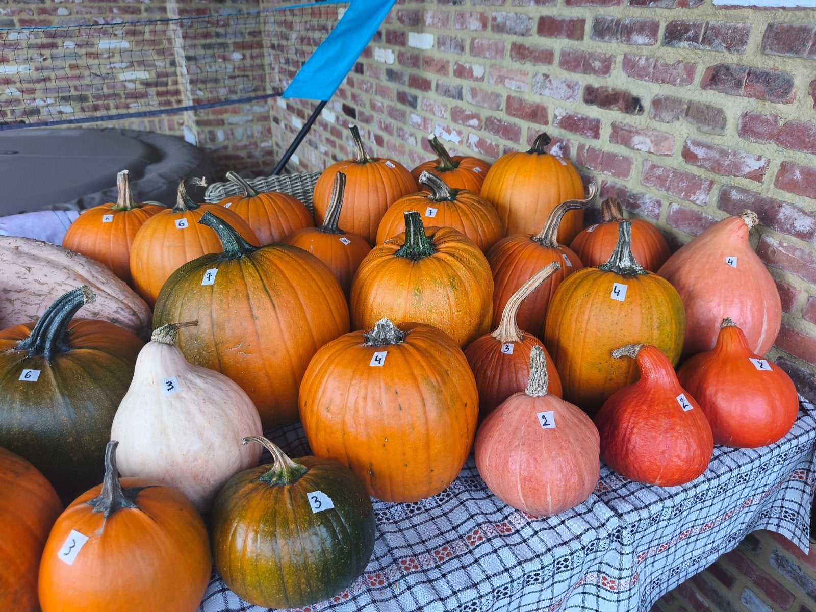 halloween pompoenen, Diversen, Ophalen