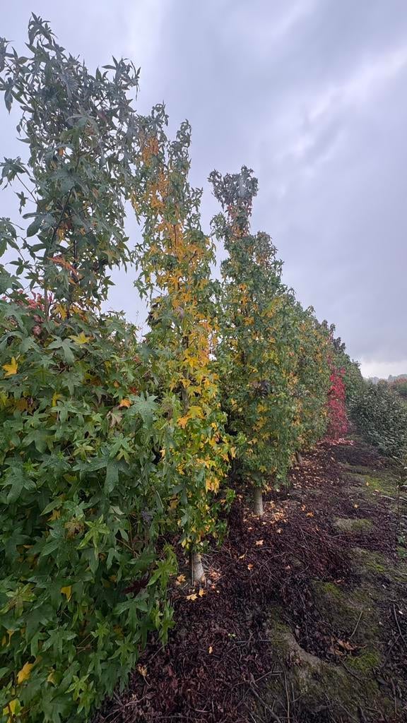 Liquidambar zuilbomen | amberbomen, Tuin en Terras, Ophalen of Verzenden