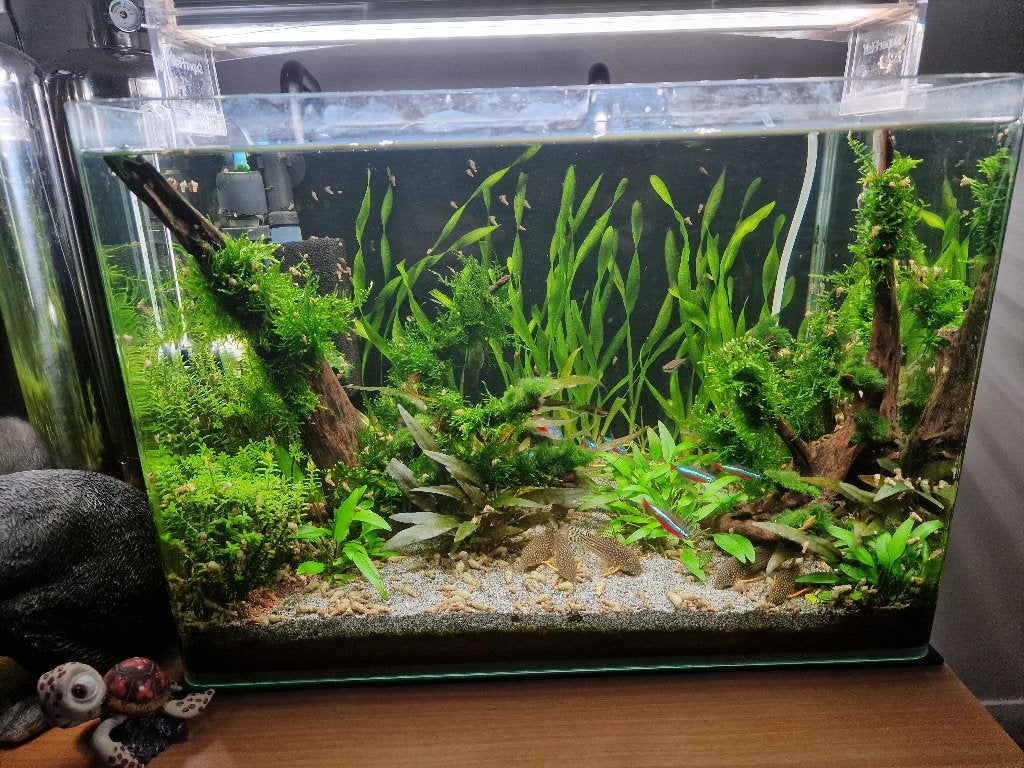Aquarium complet 45L, Poissons inclus, Aquarium d'eau de mer rempli, Enlèvement, Utilisé