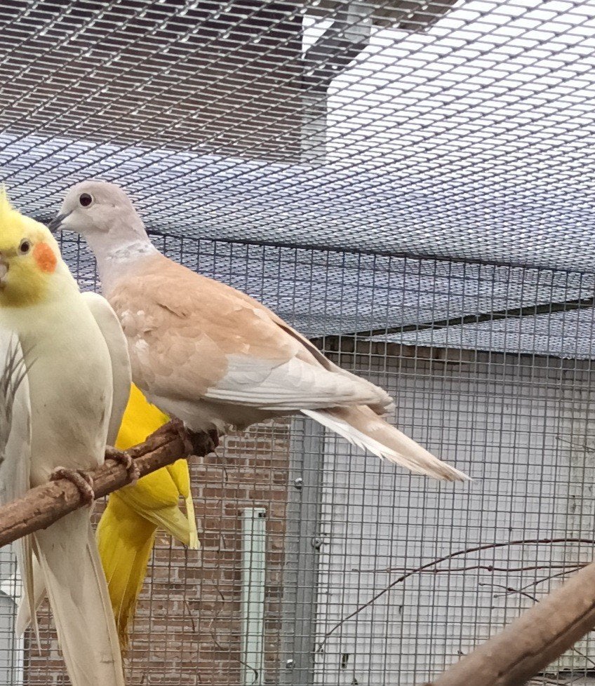 4 lachduifjes, Dieren en Toebehoren, Vogels | Duiven