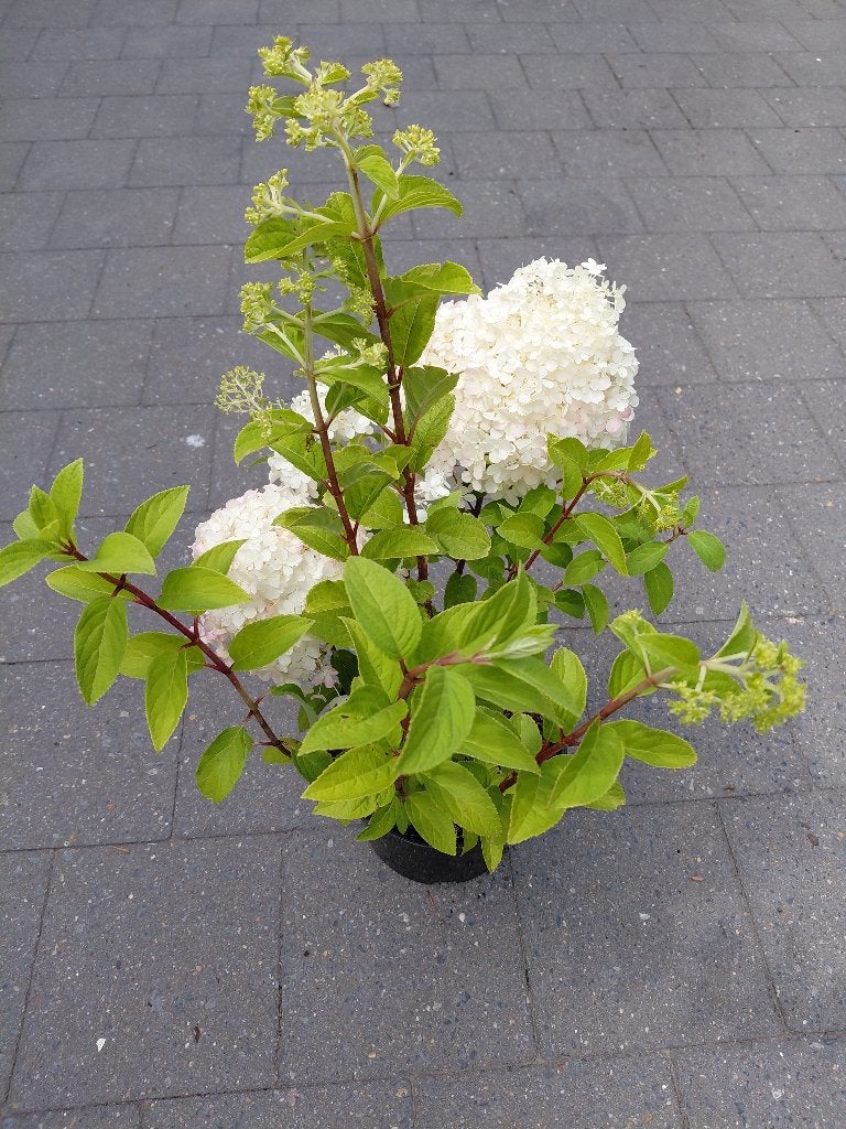Hydrangea Bobo, Enlèvement