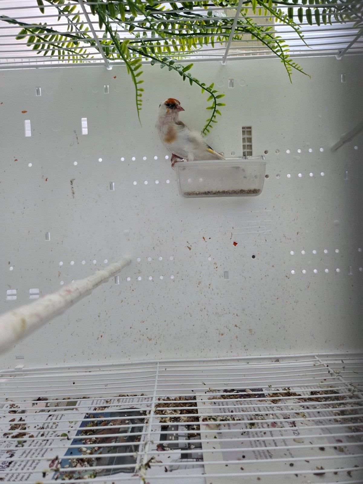 distelvink, Dieren en Toebehoren, Meerdere dieren, Wildzangvogel, Geringd
