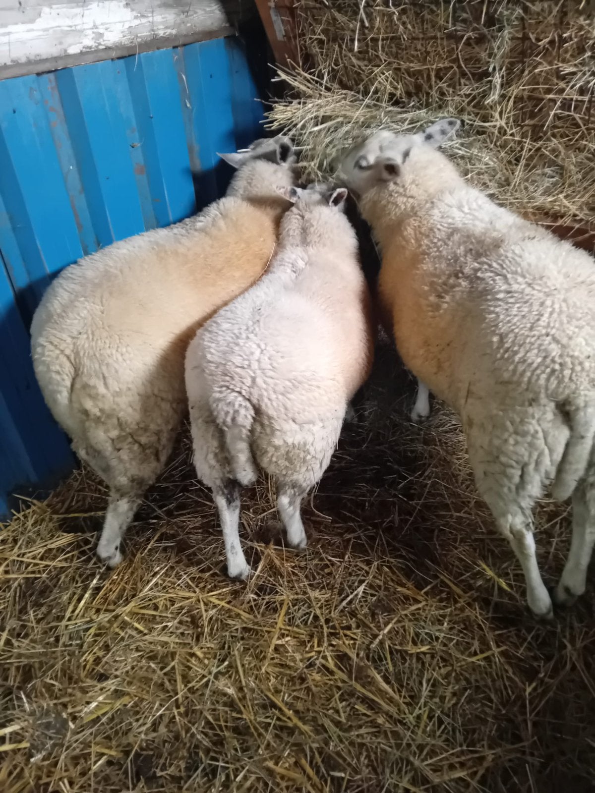 Te koop – mooi schaap van 7 maanden oud, Dieren en Toebehoren