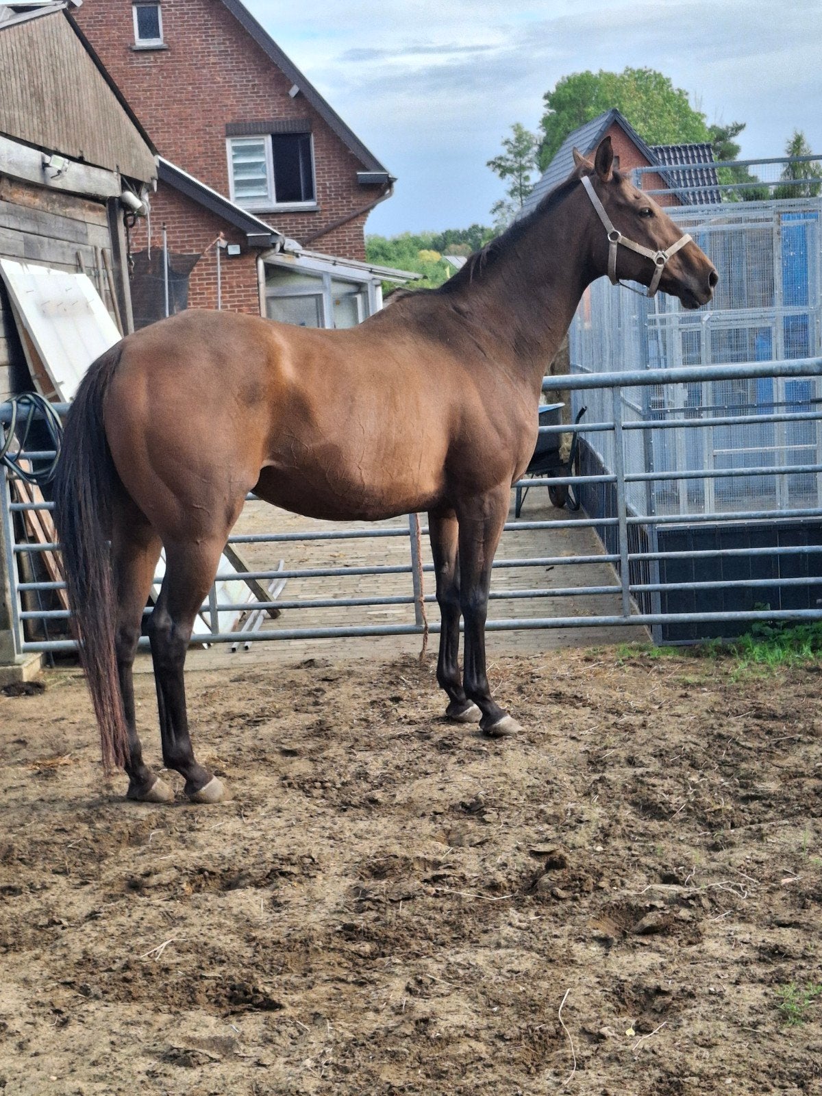 weidemaatje / project, Animaux & Accessoires, Chevaux, Hongre