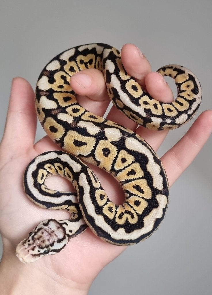 0.1 special spotnose pastel het clown koningspython, Dieren en Toebehoren