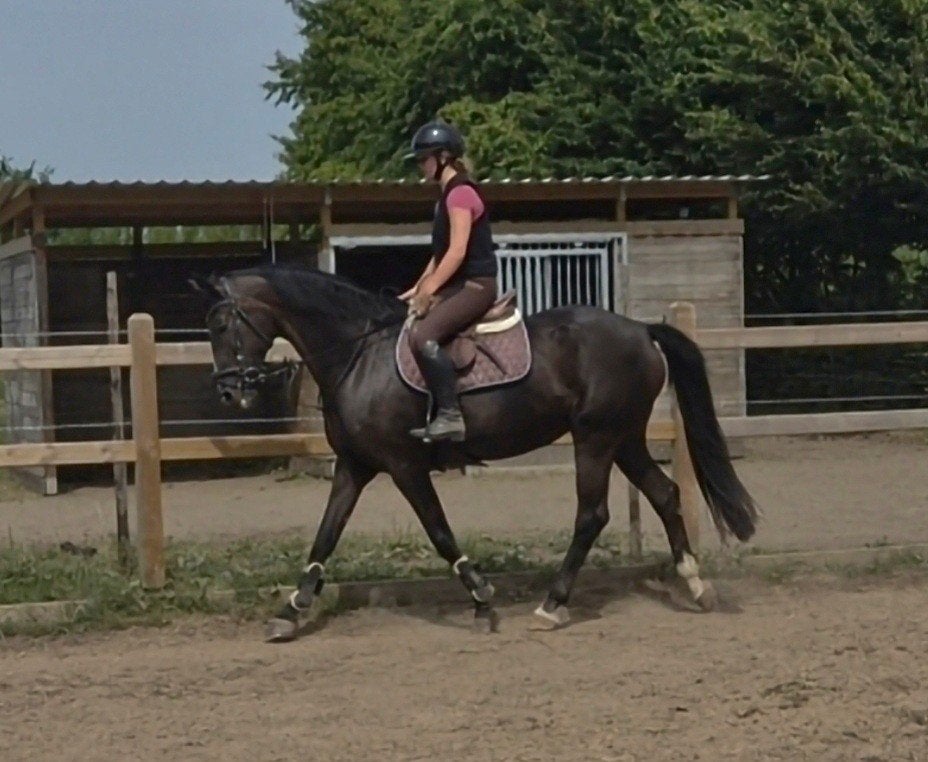 zeer mooie merrie, Dieren en Toebehoren, Merrie, Springpaard, Zadelmak, 170 tot 175 cm