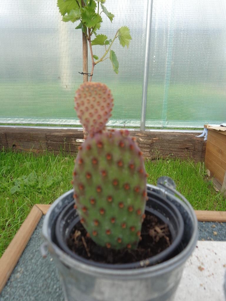schijfcactus Opuntia - kamerplant, Enlèvement