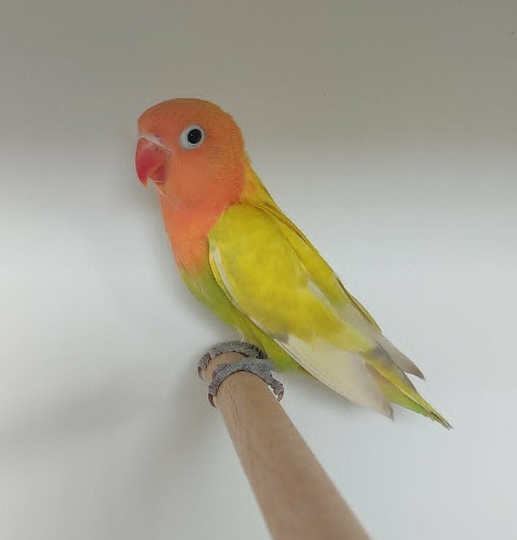 Fischeri POP (DNA attest) - geel groen bont, Animaux & Accessoires, Oiseaux | Perruches & Perroquets, Perroquet nain ou Inséparable