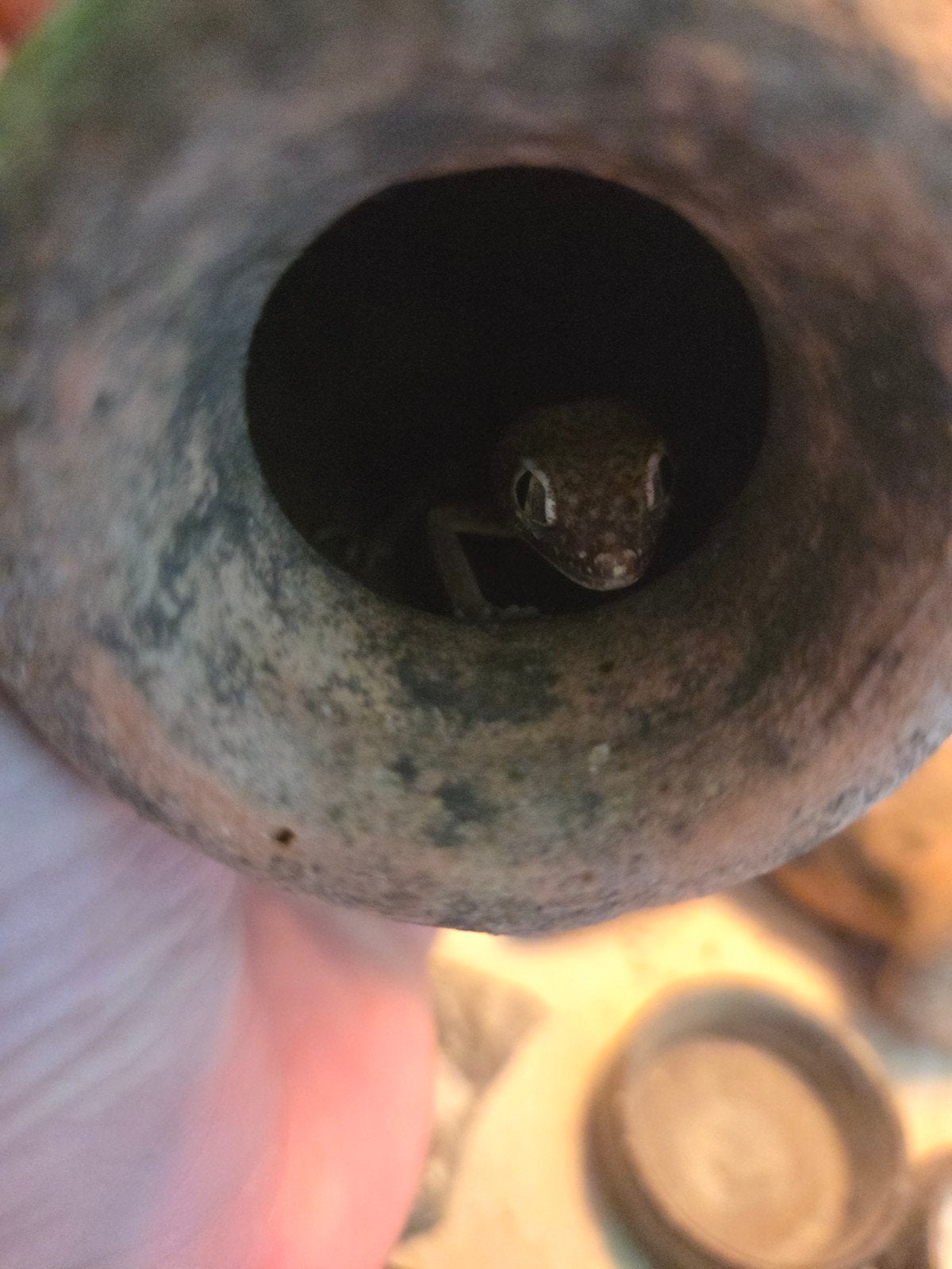 Stenodactylus zandgekko’s te koop, 0 tot 2 jaar