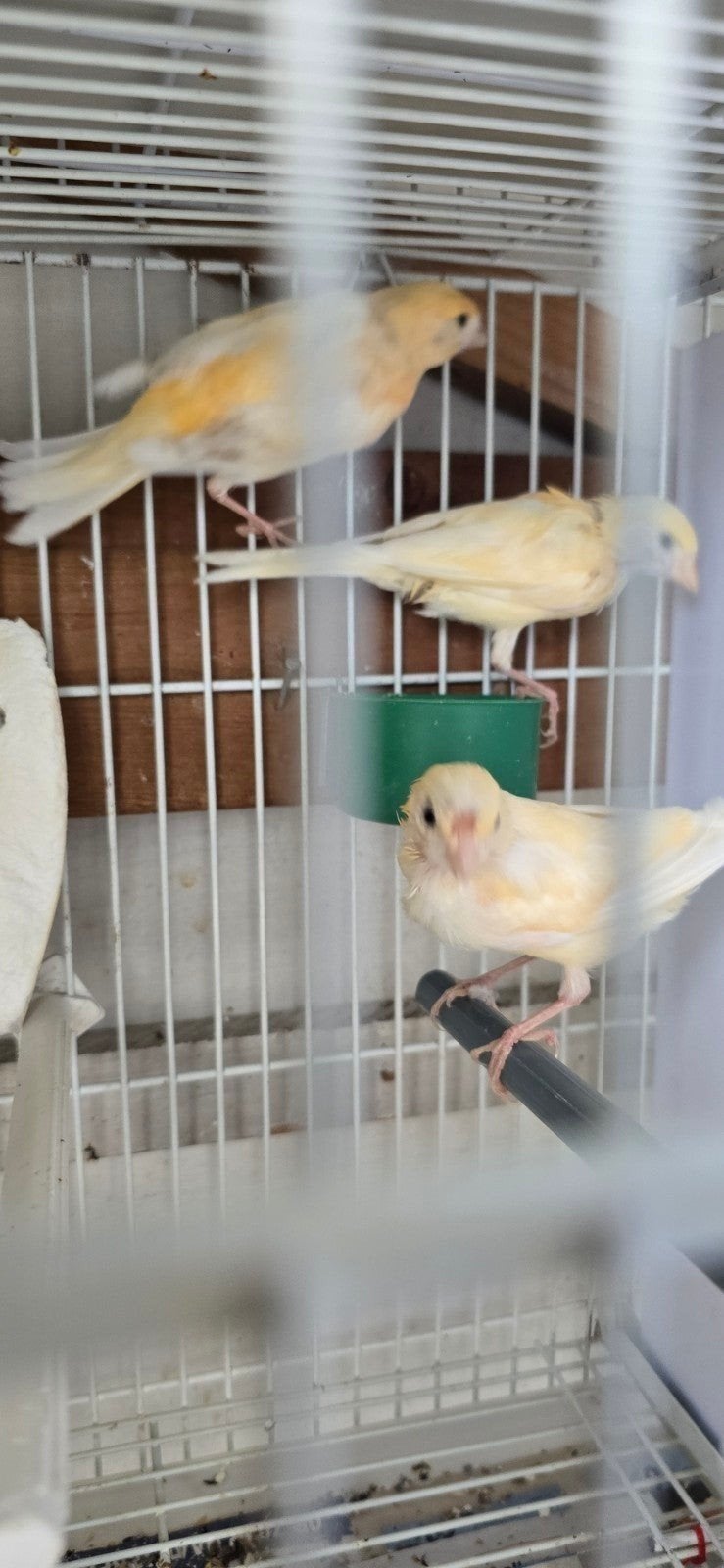 kanarie  3 st  40€, Dieren en Toebehoren, Vogels | Kanaries