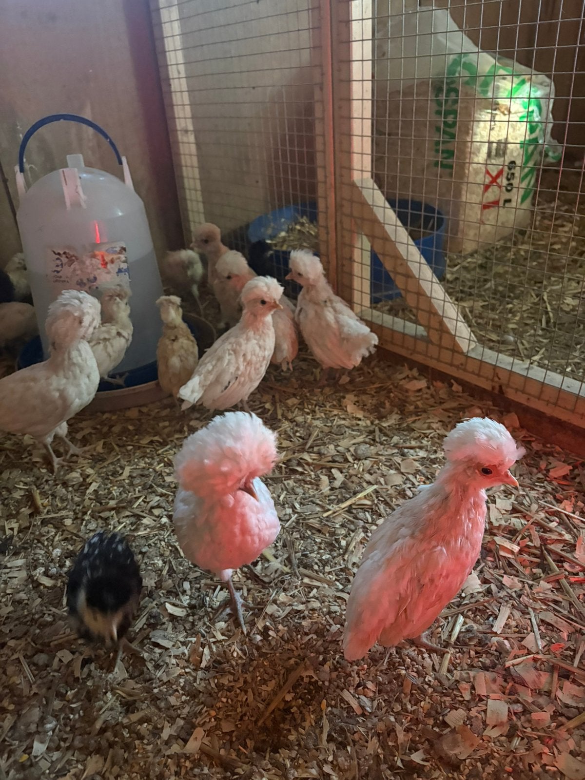 Jonge padua wit, Dieren en Toebehoren, Geslacht onbekend, Kip