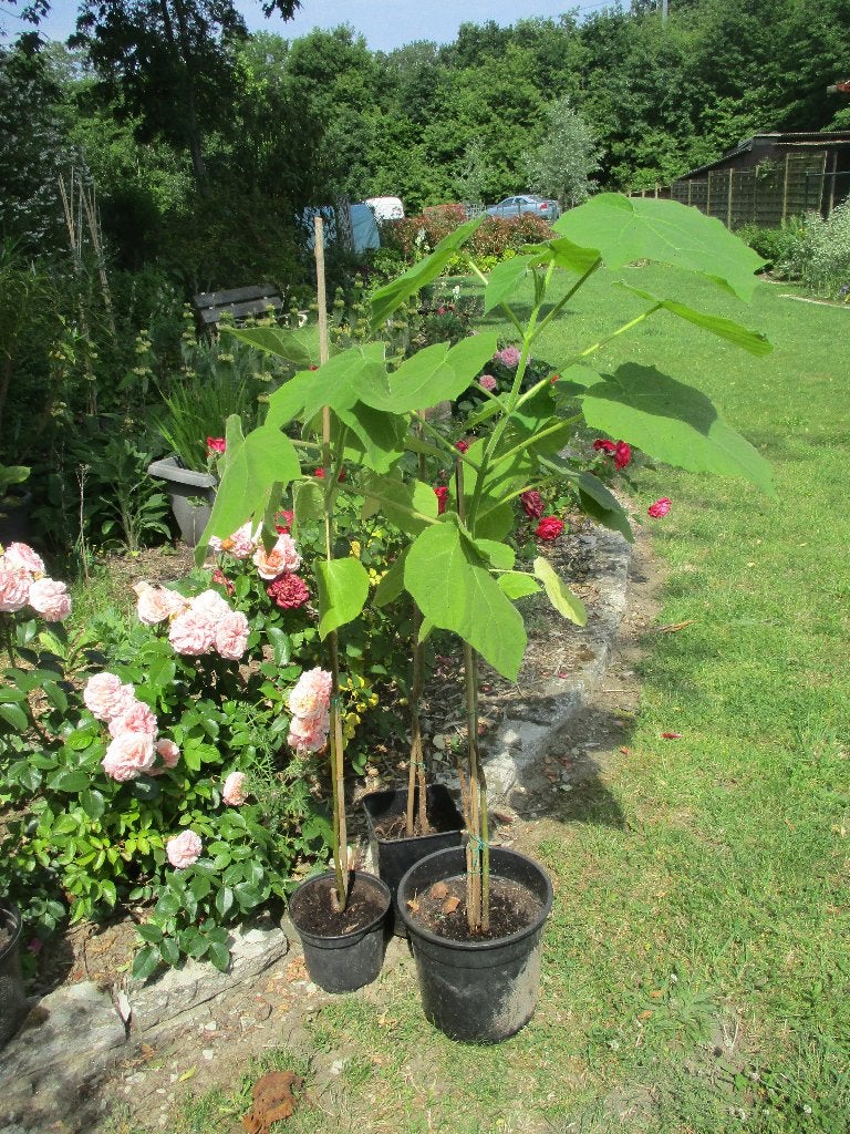 Paulownia Tomentosa , Keizersboom, Tuin en Terras, Planten | Bomen, Ophalen, In pot, Overige soorten