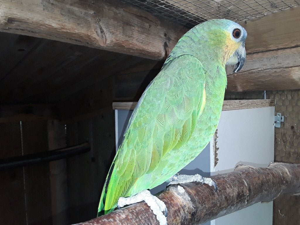 Nog 1 jonge venzuela amazone, Dieren en Toebehoren, Vogels | Parkieten en Papegaaien, Geslacht onbekend, Papegaai, Geringd