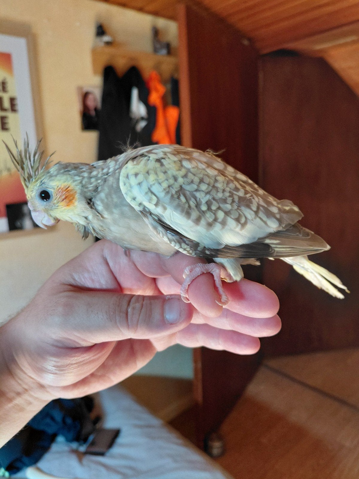 Perruche calopsitte eam, Animaux & Accessoires, Oiseaux | Accessoires